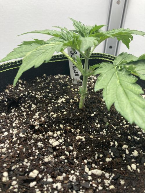 Kitsune kush auto first edition. Week 4