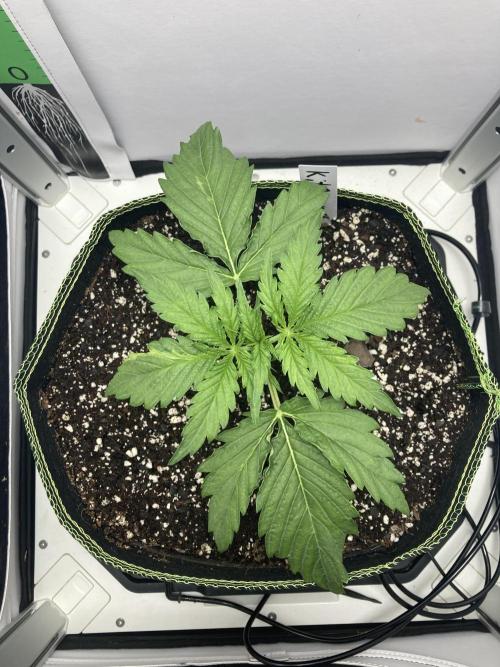 Kitsune kush auto first edition. Week 4