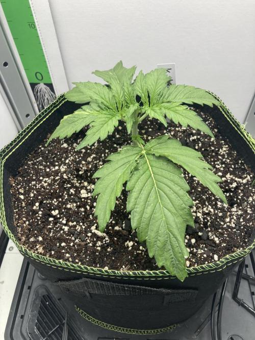 Kitsune kush auto first edition. Week 4