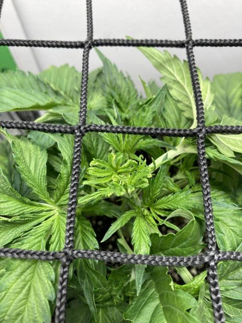 Kitsune kush auto first edition. Week 5 - Fimed here 3 tops inc