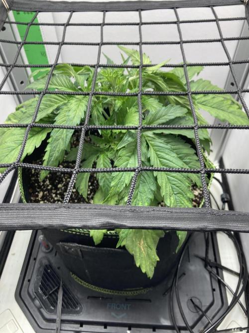 Kitsune kush auto first edition. Week 5 - Top view