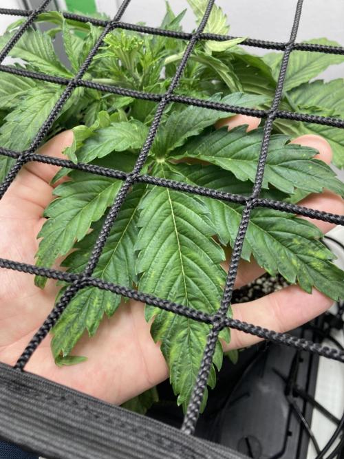 Kitsune kush auto first edition. Week 5 - Big fingers