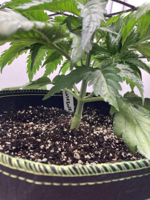 Kitsune kush auto first edition. Week 5 - Stalk bottom view