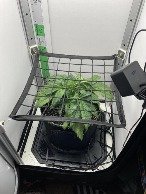 Kitsune kush auto first edition. Week 5 - Top view 