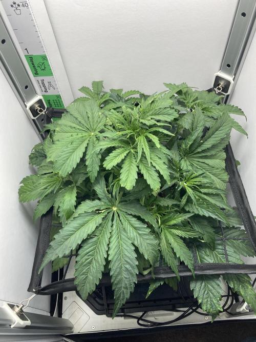 Kitsune kush auto first edition. Week 6 - Top view 