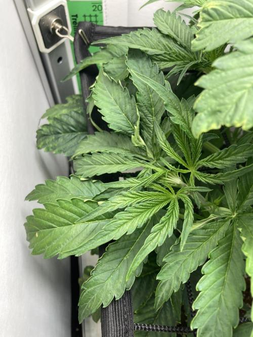 Kitsune kush auto first edition. Week 6 - Side branch 