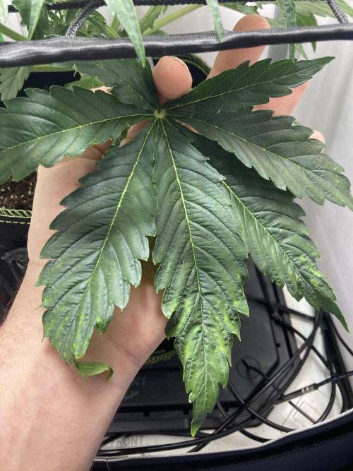 Kitsune kush auto first edition. Week 6 - Massive fan leaves 🍃 