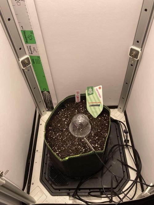 Watermelon candy auto. Week 0 - Let’s goooo