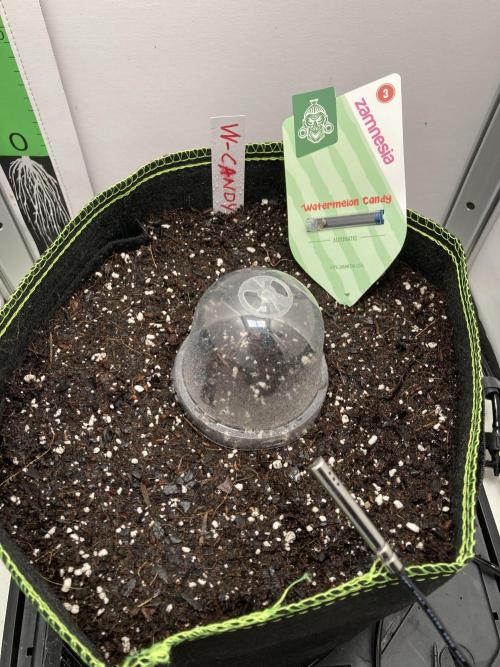 Watermelon candy auto. Week 0 - Germ