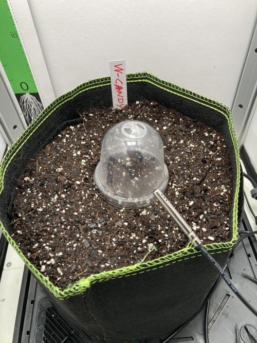 Watermelon candy auto. Week 0 - Germ