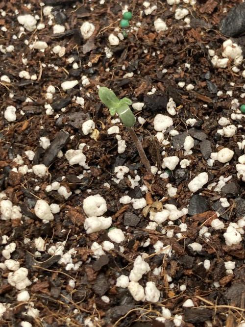 Watermelon candy auto. Week 1