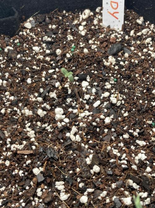 Watermelon candy auto. Week 1