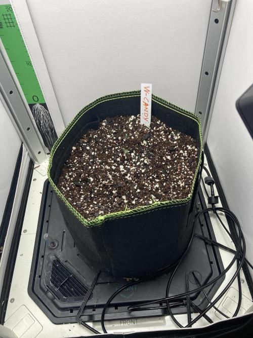 Watermelon candy auto. Week 1