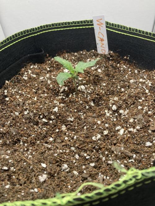 Watermelon candy auto. Week 2