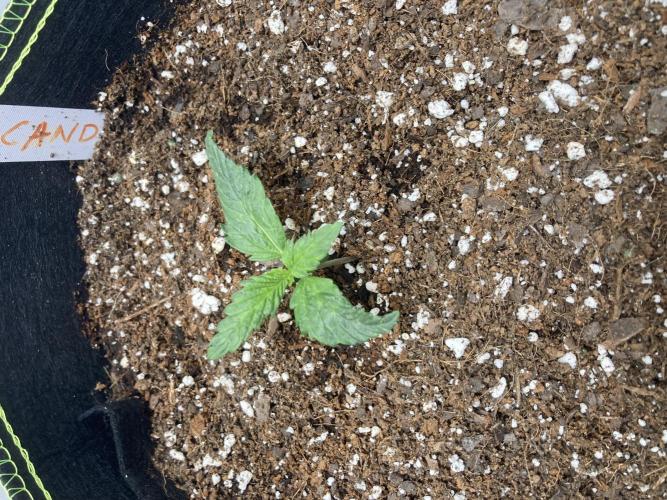 Watermelon candy auto. Week 2
