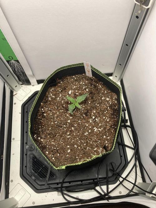 Watermelon candy auto. Week 2