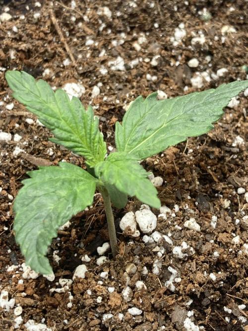 Watermelon candy auto. Week 2
