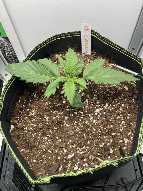 Watermelon candy auto. Week 3 - Normal view