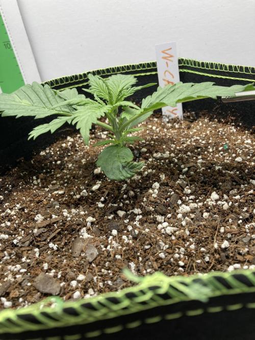 Watermelon candy auto. Week 3 - Side view