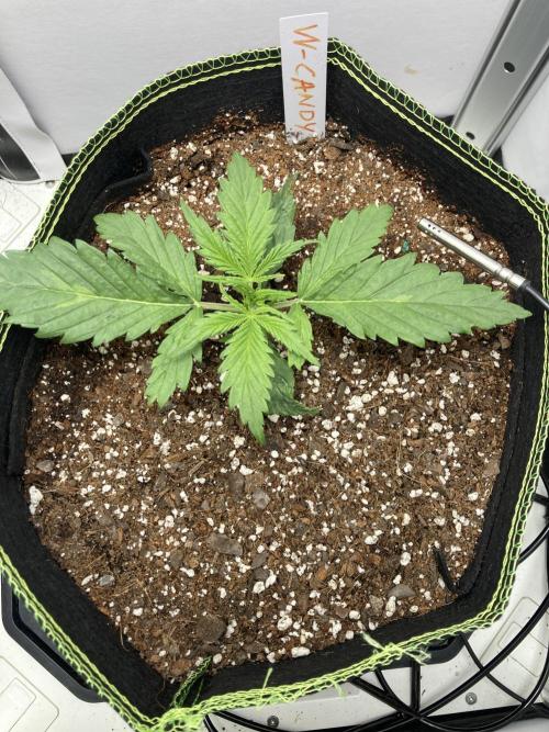 Watermelon candy auto. Week 3 - Top view
