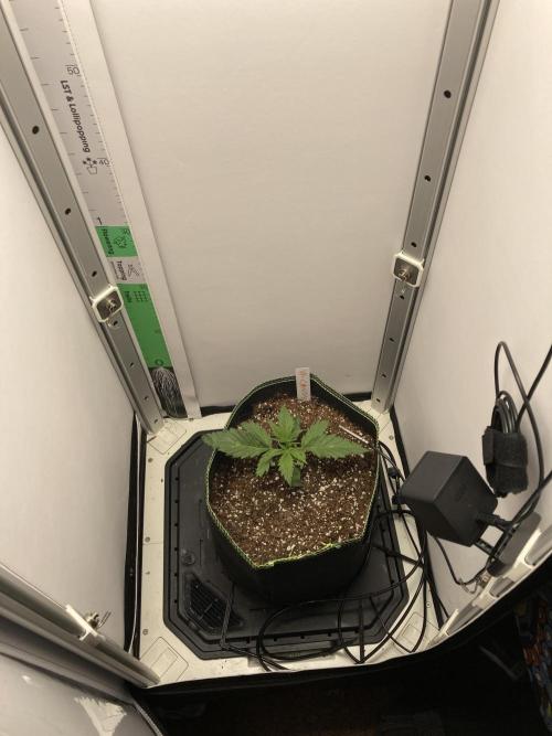 Watermelon candy auto. Week 3 - Overall view