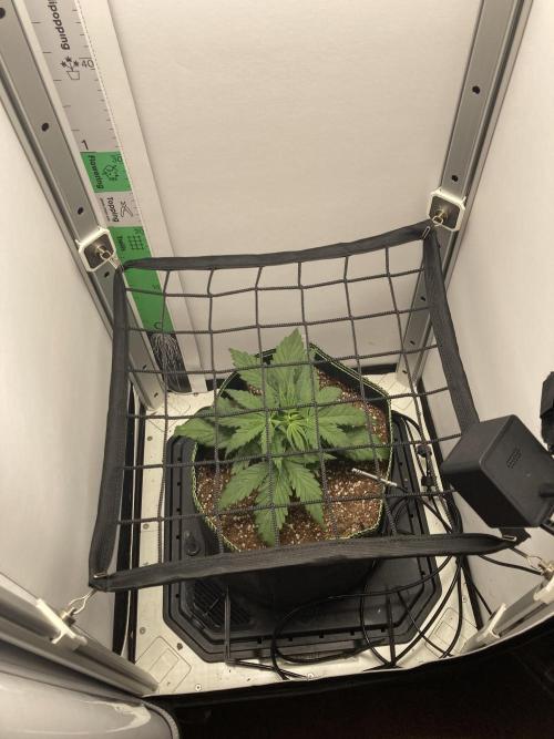 Watermelon candy auto. Week 4 - Trellis in top view