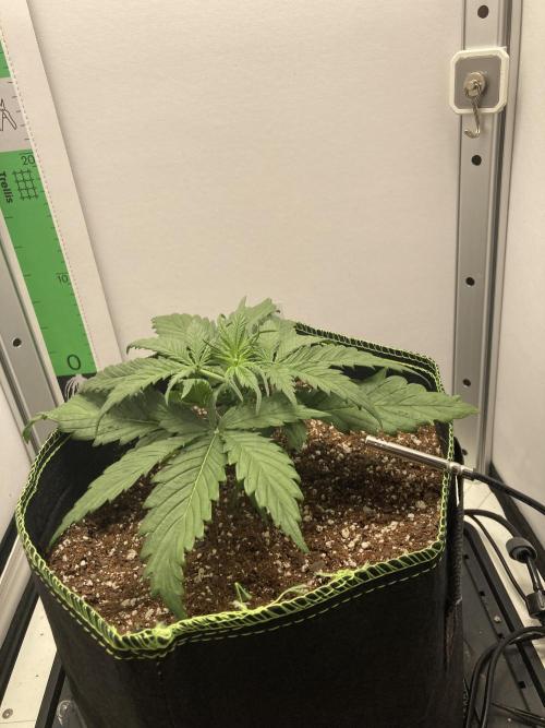 Watermelon candy auto. Week 4 - Side view