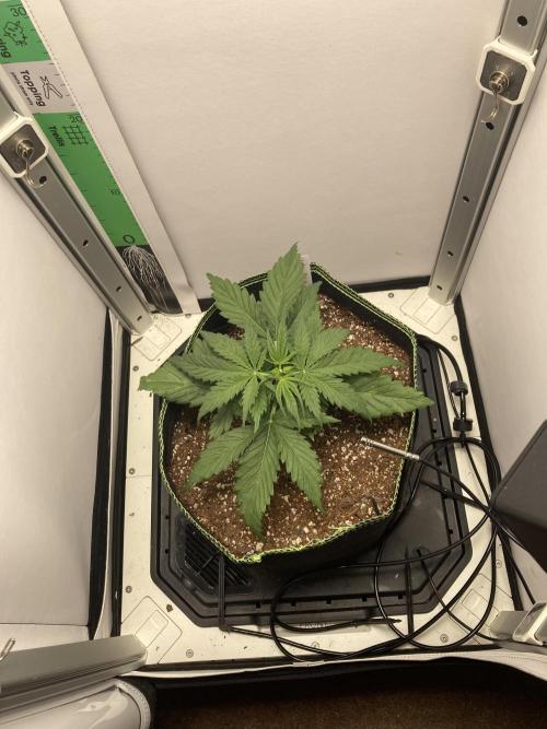 Watermelon candy auto. Week 4 - Top view