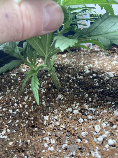 Watermelon candy auto. Week 4 - Stalk view 