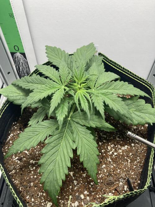 Watermelon candy auto. Week 4 - Up close top view 