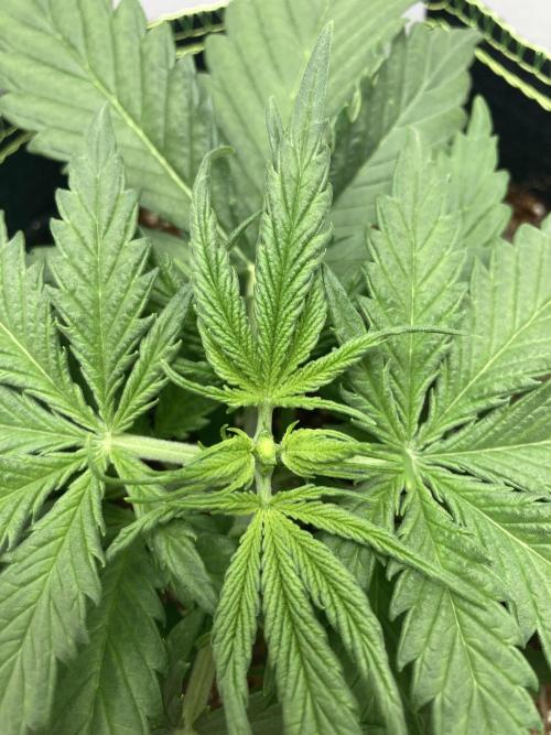 Watermelon candy auto. Week 4 - Topped her today
