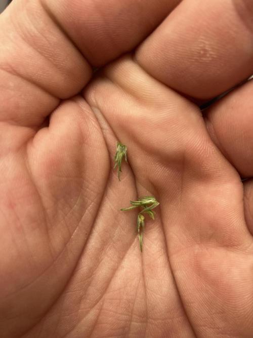 Watermelon candy auto. Week 4 - Top removed 