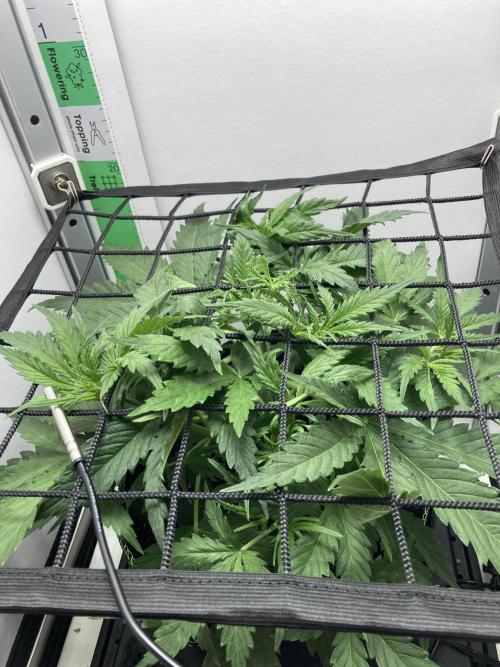 Watermelon candy auto. Week 5 - Front view