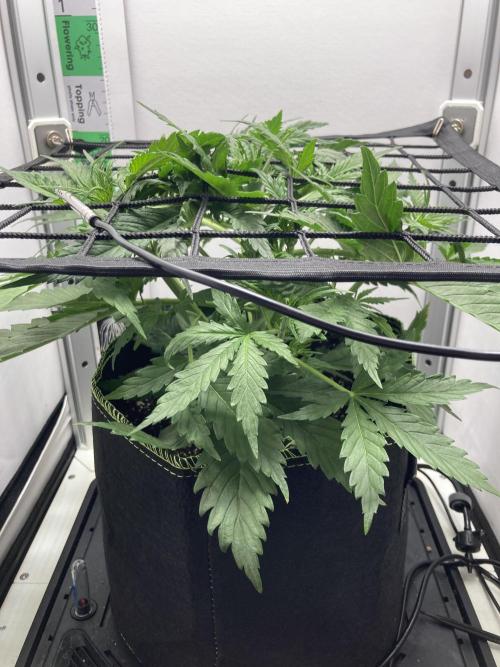 Watermelon candy auto. Week 5 - Side view