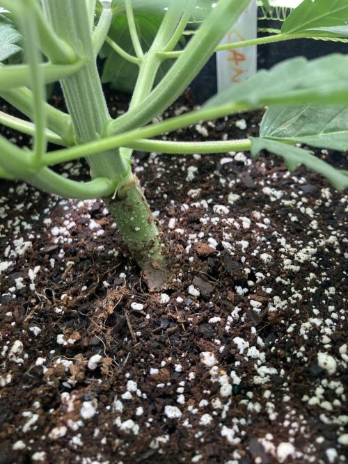 Watermelon candy auto. Week 5 - Stalk view