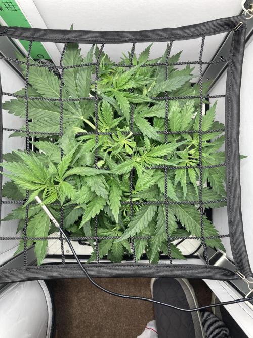 Watermelon candy auto. Week 5 - Top down view