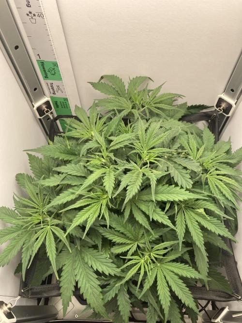 Watermelon candy auto. Week 6 - Front side view 