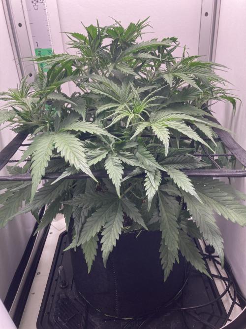 Watermelon candy auto. Week 6 - Side view 