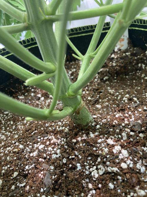 Watermelon candy auto. Week 6 - Stalk view