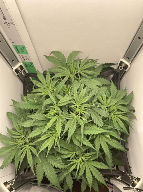 Watermelon candy auto. Week 6 - Top down view