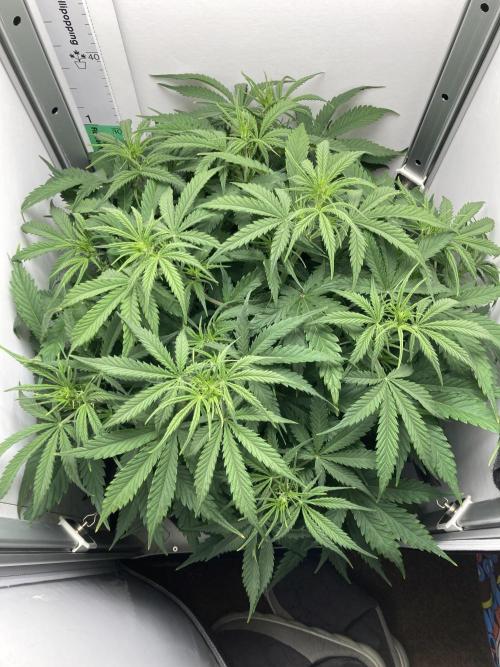 Watermelon candy auto. Week 7 - Top view