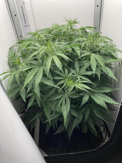 Watermelon candy auto. Week 7 - Side view 