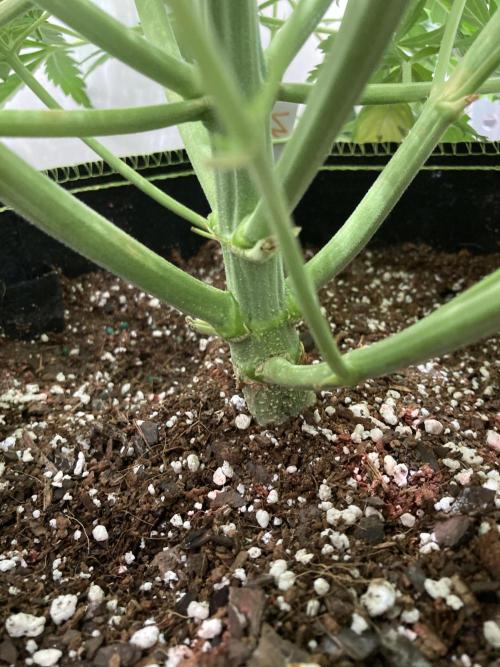 Watermelon candy auto. Week 7 - Stalk view