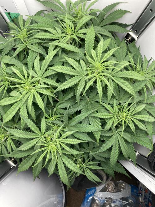 Watermelon candy auto. Week 7 - Top view