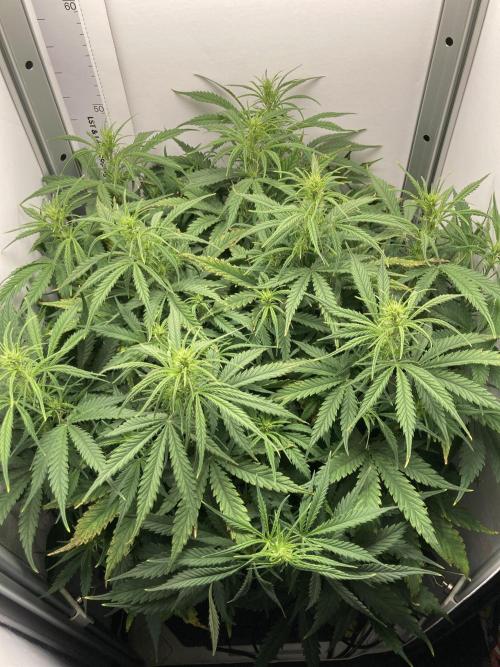 Watermelon candy auto. Week 8 - Side view