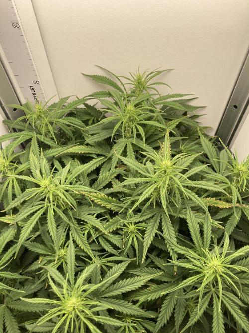 Watermelon candy auto. Week 8 - Top view 