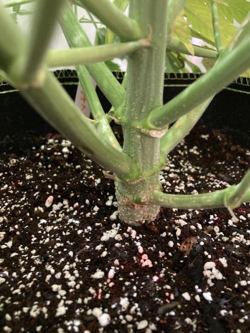Watermelon candy auto. Week 8 - Stalk view 