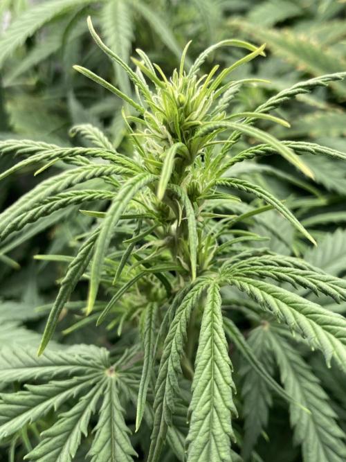 Watermelon candy auto. Week 8 - Bud view