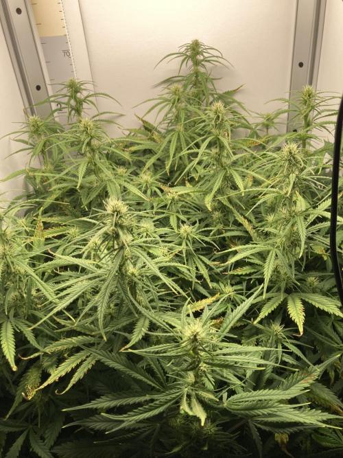 Watermelon candy auto. Week 9 - Close up front