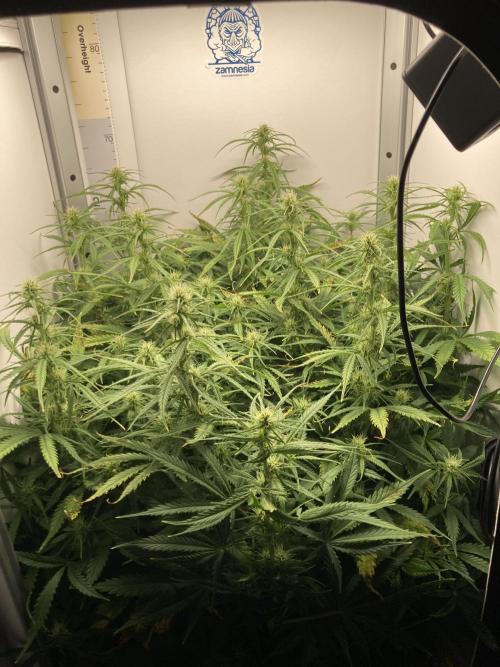 Watermelon candy auto. Week 9 - Whole plant